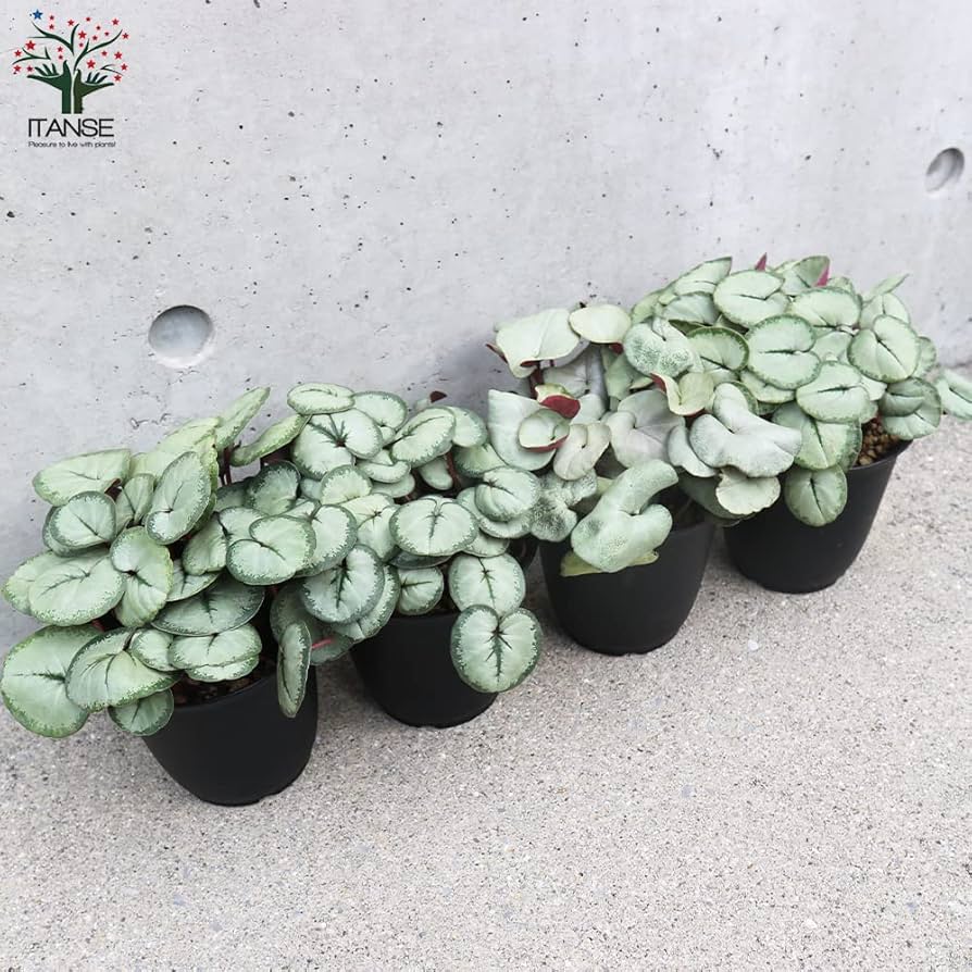 【シルバープリンス コウム 原種シクラメン】シルバーリース寄植え Amazon.co.jp: 原種シクラメン・コウム・シルバープリンス 3